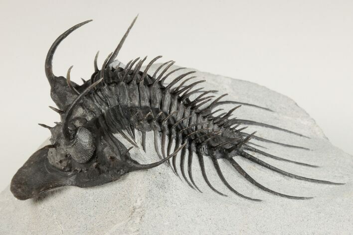 New Trilobite Species (Affinities to Quadrops) #202703